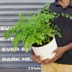 Maidenhair Fern - 18CM In White Matt Emerson Planter