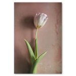 Watercolour Wash Tulips 3 - A4 Framed Canvas With Natural Wood Frame