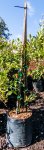 Click & Plant Online Nursery