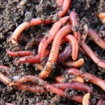 Earthworm Red Wigglers Eisenia Fetida