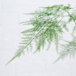 LaCie Lace Fern - 14CM Nursery Pot