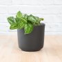 Pothos - Pictus - In Black Emerson Planter