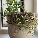 Astra Garden Pot