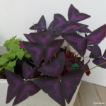 Oxalis Triangularis 5 Bulbs. Rare And Exotic.
