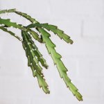 Hurricane Cactus - In Nursery Pot - 20CM
