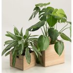 Laid Back Company Weathered Oak Plant Box