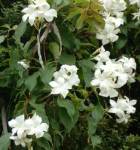 Mandevilla Laxa 23CM Pot Staked