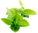 Sandveld Seeds Basil - Sweet