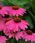 Echinacea Powwow Wild Berry Seed - 100 Raw Seed