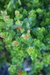 Searsia Crenata 4LT