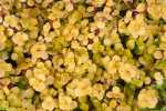 Portulacaria Afra ‘aurea’ 4 Pack Tray