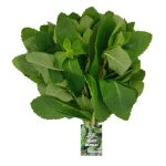 Pnp Mint Bunch