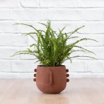Meso Face Planter - Cream - 16CM
