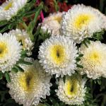 Aster Matsumoto White - 50 Raw Seed