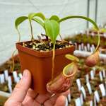 Tropical Pitcher Nepenthes 'spathulata X Glabrata ' BE-3790