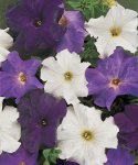 Petunia Dreams Waterfall Mix Seed - 50 Pelleted Seed