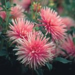 Dahlia Border – “park Princess” Bulbs