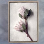 Pale Proteas 3 Art Print - A3 Framed Canvas With Natural Wood Frame