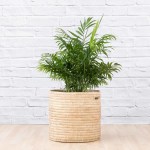 Love Palm - Extra Large - In Sinan Palm Leaf Basket