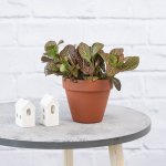 Nerve Plant - Red - In 13CM Terracotta With Saucer