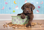 Lovely Puppy 180 Piece Puzzle
