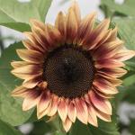 Helianthus Pro Cut Plum - 1000 Raw Seed