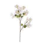 White Bougainvillea Stem