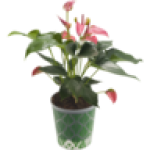 Anthurium Pot Plant 14CM Colour May Vary