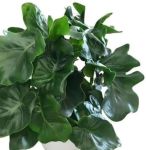 Philodendron Atom Seedlings - 3 Plug Plants
