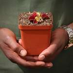 Venus Fly Trap 'shup Destruction.' Special Import. - Dormant Plant. 12CM Plastic Container.
