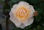 Garden & Home Rose 5LT