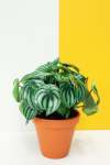 Watermelon Peperomia Peperomia Argyreia - 20CM
