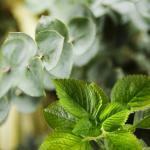 Eucalyptus And Mint Concentrate - 10ML