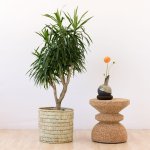 Dragon Tree - Alchemy - In 35CM Fundo Palm Leaf Basket
