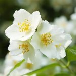 Mock Orange Bush 20CM Pot
