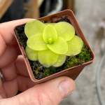 Butterwort Pinguicula 'tina'