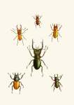 The Cabinet Of Oriental Entomology Pl Xi 1848 Art Print - A1