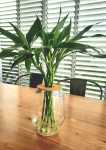 Barrel Vase 24CM With Lucky Bamboo