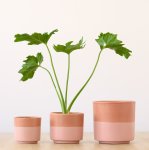 Pastille Planter - Melon - 13CM