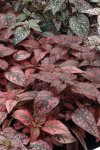 Hypoestes Splash Select Red Seed - 25 Raw Seed