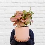 Arrowhead Neon - Large - In 20CM Millennial Pink Moon Planter