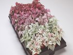 Hypoestes Confetti Compact Mix Seed - 25 Raw Seed