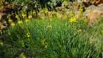 Bulbine Yellow 4LT