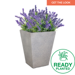 Planted Windsor Sun - Charcoal