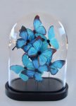 Glass Dome With Blue Butterflies – 32X25X18CM