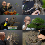 Open Bonsai Class 22ND July Cape Town.