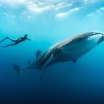 Freediving & Ocean Exploration Equipment - Agulhas Oceanamerican Expressapple Paybancontactdiners Clubdiscovergoogle Payideal We