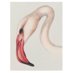 Flamingo 1 Art Print