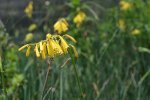 Kniphofia Pauciflora 10LT