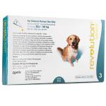 - Dog - Teal Box 20.1 To 40KG